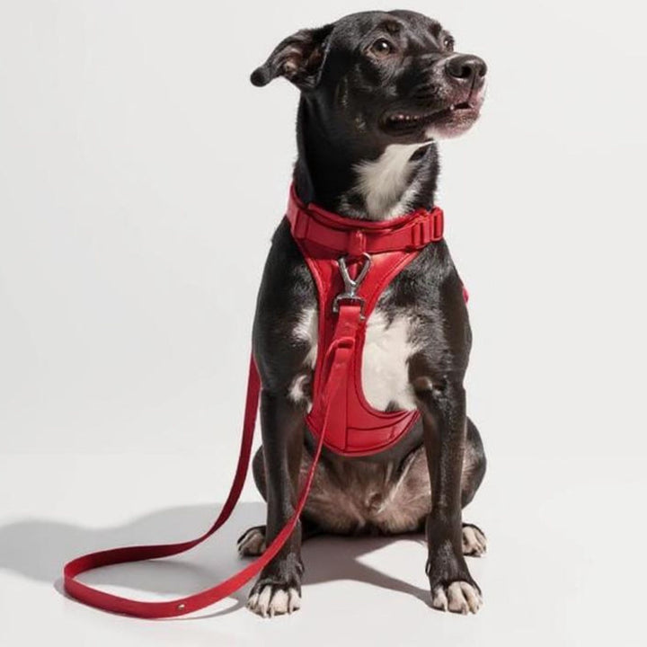 The Everyday Walk Kit